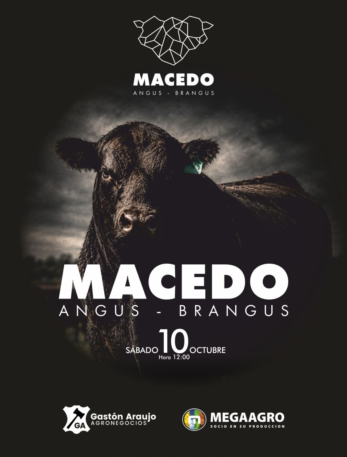 Macedo Angus Brangus