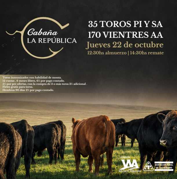 35 TOROS PIYSA 170 VIENTRES AA