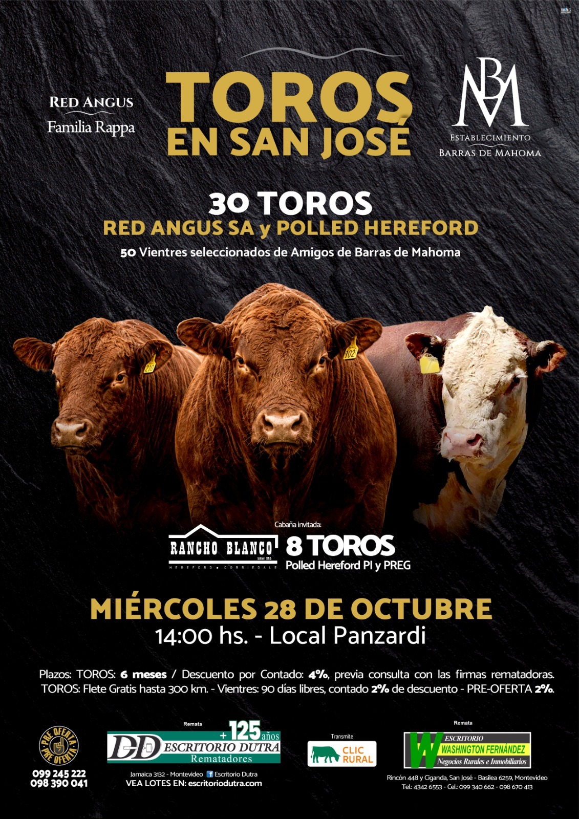 Toros en San José